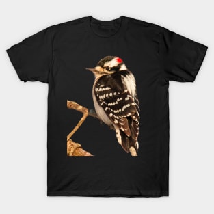 Downy Woodpecker with no background T-Shirt